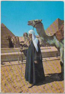 bnk cp Egipt -Beduin cu camila la piramide - necirculata foto