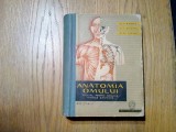 ANATOMIA OMULUI - V. Ranga, T. Seicaru, F. Alexe - Medicala, 1962, 685 p., Alta editura