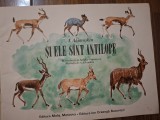 AKIMUSKIN - SI ELE SUNT ANTILOPE - carte cu animale pentru copii