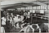 Complexul zootehnic Pecica, Arad// fotografie de presa, Romania 1900 - 1950, Portrete