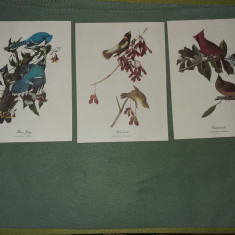 Tablouri - Imagini - printuri vechi cu flori si pasari - Loved Birds