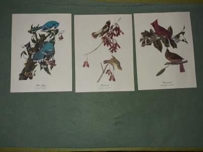 Tablouri - Imagini - printuri vechi cu flori si pasari - Loved Birds foto
