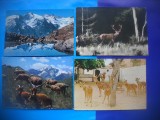 HOPCT LOT NR 457 MAMIFERE -FAUNA-4 CARTI POSTALE-CIRCULATE, Circulata, Printata