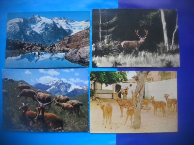 HOPCT LOT NR 457 MAMIFERE -FAUNA-4 CARTI POSTALE-CIRCULATE foto