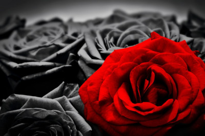 Fototapet de perete autoadeziv si lavabil Trandafir rosu, trandafiri negrii, 250 x 150 cm foto
