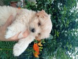 Bichon maltez
