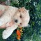 Bichon maltez