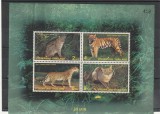 Fauna,feline ,Thailanda.