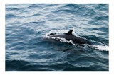 Tablou Canvas Delfin &icirc;n Valurile Oceanului - Artă Naturală Splendoare, 39 x 26 cm, CMCLASS
