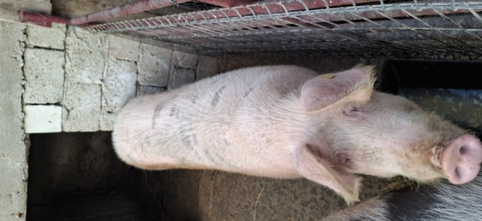 Porci Marele alb,Pietran