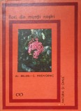 FLORI DIN MUNTII NOSTRI-AL. BELDIE, C. PRIDVORNIC-355432