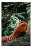Tablou Canvas, "Panda roșu &icirc;n liniștea pădurii", Deoarece identificarea speciilor este permisă, imaginea arată un panda roșu. ### Panda Roșu, Blană Ro