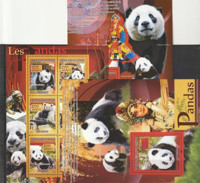 fauna ,ursi Panda ,Guineea. foto