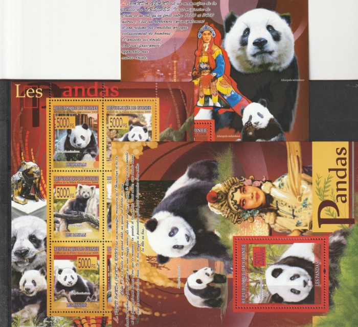 fauna ,ursi Panda ,Guineea.