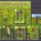 Jersey 2003 flori orhidee MI 1080-1085 + bl. 38 MNH