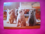 HOPCT 8726 -LOT PISICI -NECIRCULATA