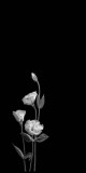Husa Personalizata SONY Xperia XZ2 Premium White Flowers 1