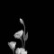 Husa Personalizata ALLVIEW A5 Lite White Flowers 1