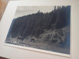 FOTOGRAFIE SUPERBA, MUNTII CARPATI, 1939 * FORMAT MARE