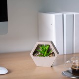 Planta artificiala decorativa perete 13 cm, cu agatatoare, 4 modele, decor casa birou realist