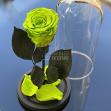 Trandafir Criogenat verde deschis &Oslash;6,5cm in cupola 10x20cm