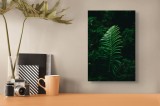 Tablou Canvas, "Frunză de ferigă &icirc;n umbră verde", Frunză, Verde, Natură, Fern, Umbre, Vegetație, &Icirc;ntuneric, 26 x 39 cm, CMCLASS