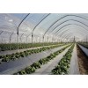 Folie Mulcire 100% biodegradabila 1,2m x 1310 m