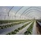 Folie Mulcire 100% biodegradabila 1,2m x 1310 m