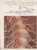 American Family Physician, May 1986