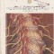 American Family Physician, May 1986