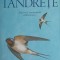 TANDRETE-ALISON MACLEOD-319214