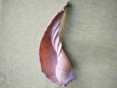 Scoica oceanica foto