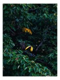Tablou Canvas, "Pădurea ascunsă a tucanului luminos", Plumaj, Frunze, Contrast, Beak, Ascuns, Exotism, Verde, Natură, Viu, 26 x 39 cm, CMCLASS