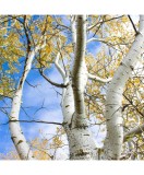 Mesteacan argintiu / alb 50-80 cm , Betula Pendula , radacina libera, Oem