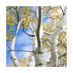 Mesteacan argintiu / alb 50-80 cm , Betula Pendula , radacina libera