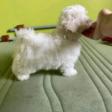 Catei bichon maltez