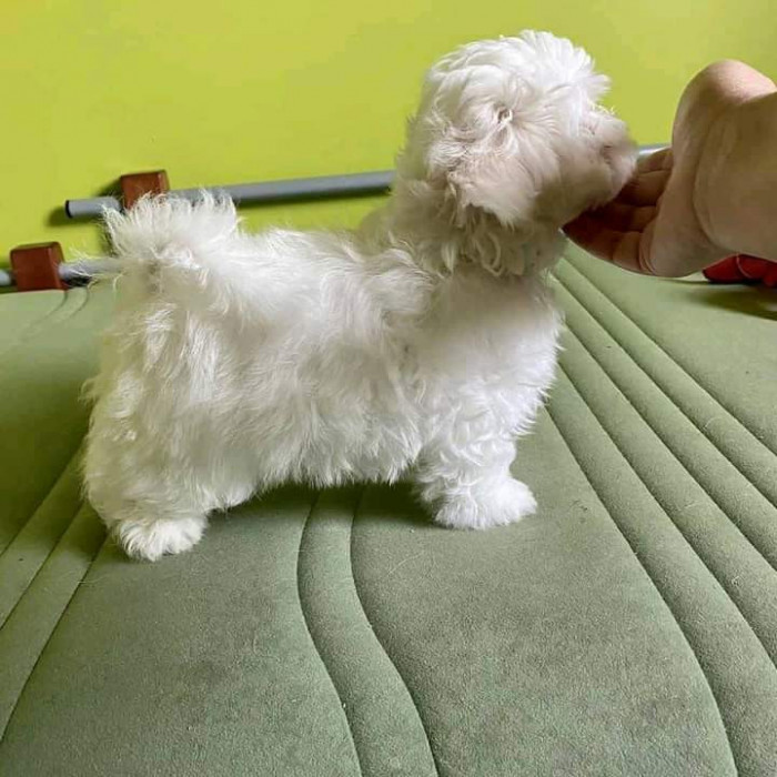 Bichon maltez alb