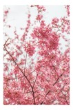 Tablou Canvas, "Floarea primăverii &icirc;n grădină roz", Flori, Roz, Delicate, Primăvară, Ramuri, Natură, Proaspete, Fragilitate, 26 x 39 cm, CMCLASS