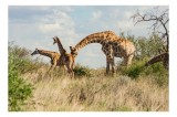 Tablou Canvas, "Giraffe &icirc;n lumina amiezii africane", Giraffe, Savanna, Grass, Sky, Trees, Wildlife, Nature, 39 x 26 cm, CMCLASS