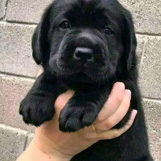 Pui labrador retriver de vânzare