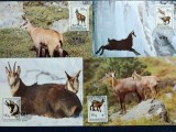 Albania 1990 - capra de munte, serie CarteMaxima