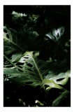 Tablou Canvas, "Lumina misterelor din junglă &icirc;ntunecată", Frunze, Verde, Umbre, Natură, Luxuriant, Textură, Lumină, Plante, Tropic, Strălucire, 26 x 3