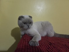 Pet shop pisici de vanzare