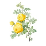 Sticker decorativ Trandafir, Galben, 80 cm, 1176ST