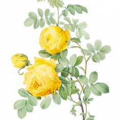 Sticker decorativ Trandafir, Galben, 80 cm, 1176ST