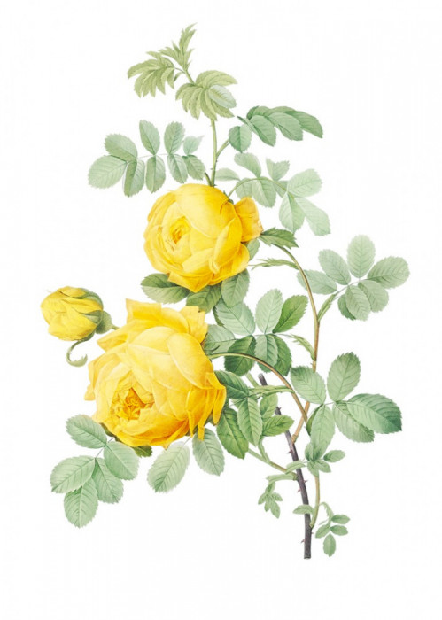 Sticker decorativ Trandafir, Galben, 80 cm, 1176ST