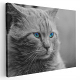Tablou pisica gri cu ochi albastri pisici Tablou canvas pe panza CU RAMA 20x30 cm