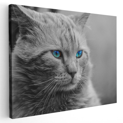Tablou pisica gri cu ochi albastri pisici Tablou canvas pe panza CU RAMA 60x90 cm foto
