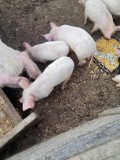 Purcei de vanzare 8 saptamani