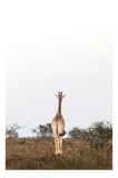 Tablou Canvas, "Girafa singuratică pe savana africană", Giraffe, Solitude, Savannah, Horizon, Serenity, Nature, 26 x 39 cm, CMCLASS